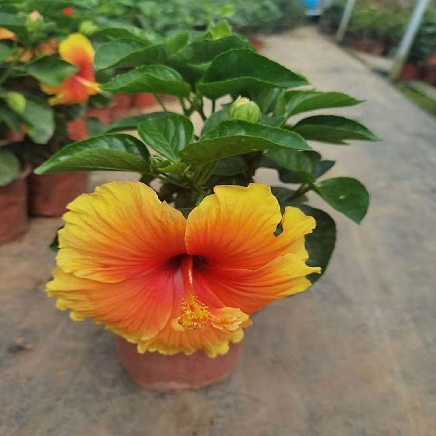Hibiscus Flower Seeds up to 50%