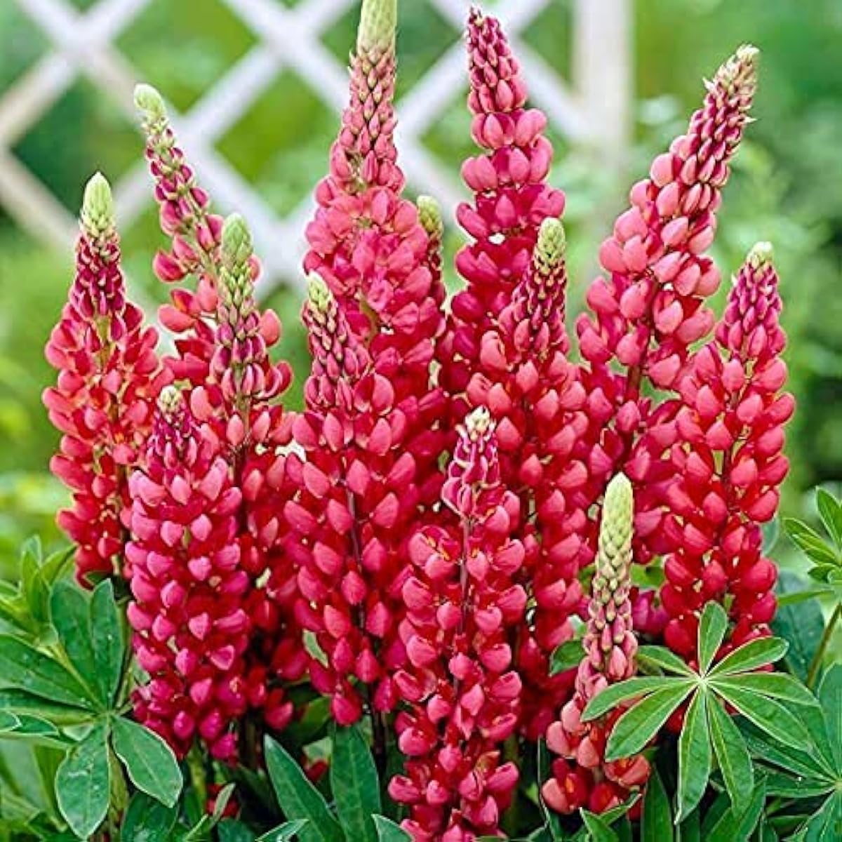 Red Lupin Flower Seeds up to 50%