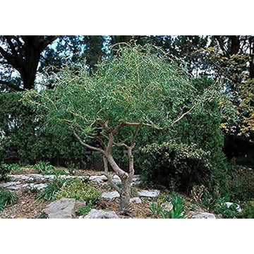 Corkscrew Willow Tree Cuttings – Fast-Growing, Unique Ornamental Trees for Privacy and Landscaping Up to 50%