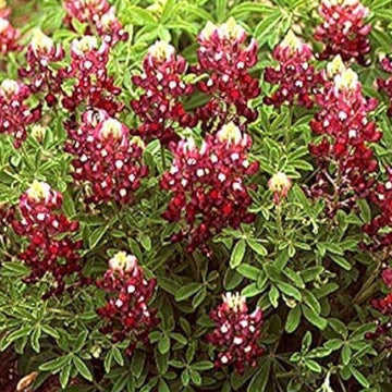 Maroon Texas Bluebonnet Seeds Up to 50% Off