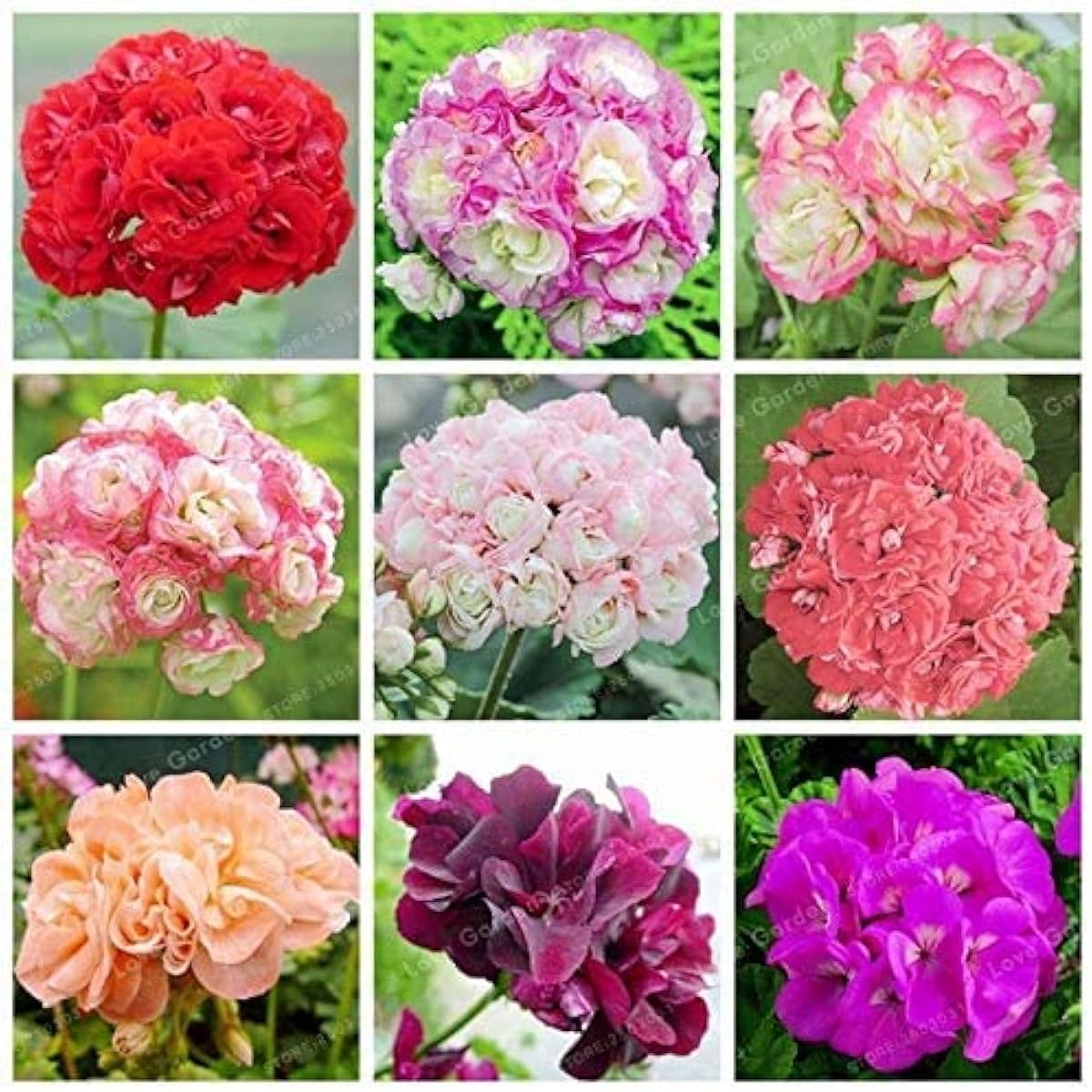 Apple Blossom Geranium Seeds up to 50%
