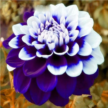 Rare Blue & White Dahlia Flower Seeds Up to 50%