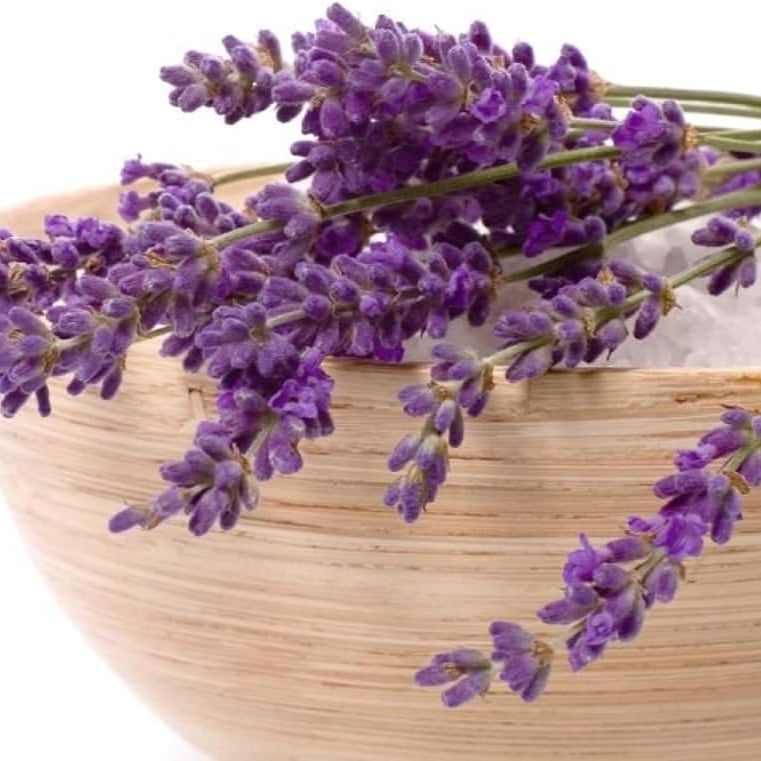 English Lavender Herb Seeds up to 50%