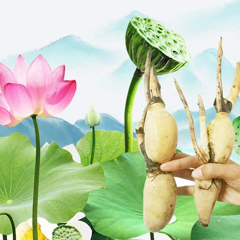 Lotus Root Seeds – Edible Plant & Beautiful Flowers for Home Garden – up to 50%