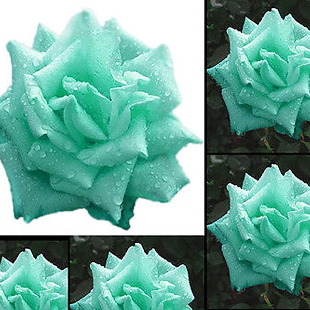 Mixed Color Rose Seeds up to 50%