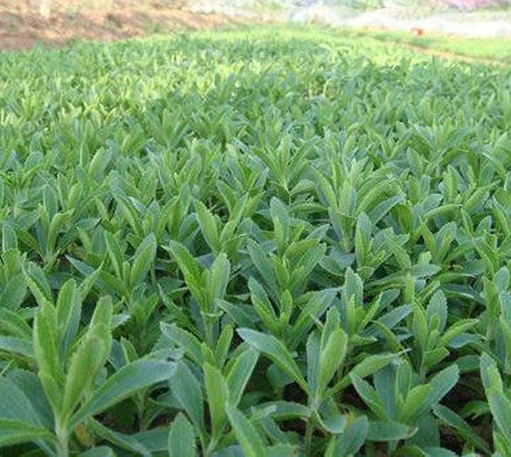 Stevia Rebaudiana seeds up to 50%
