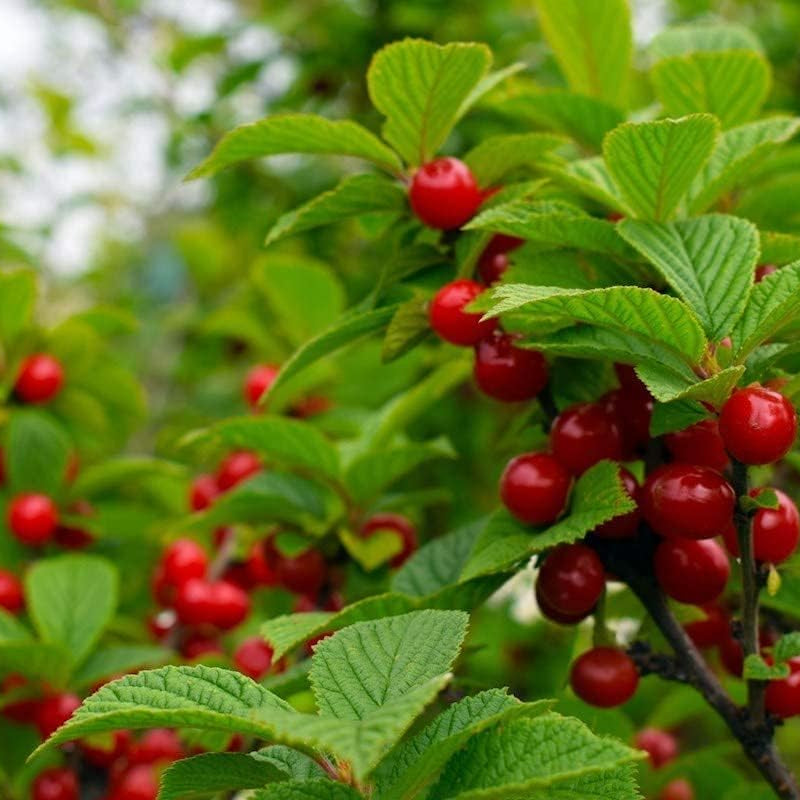 Nanking Cherry seeds up to 50%