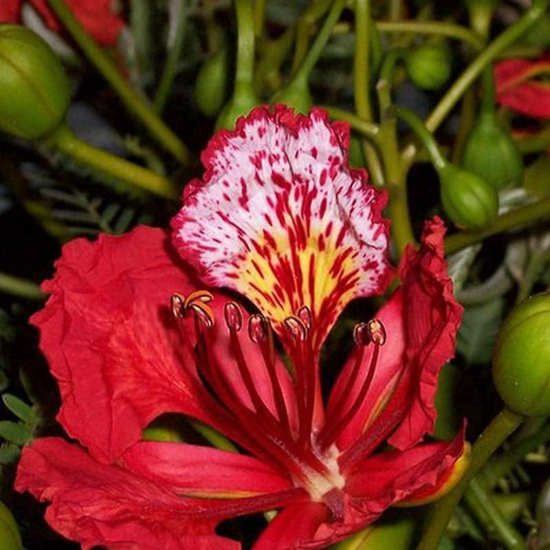 royal poinciana from seed to flower Royal Poinciana Seeds – up to 50%