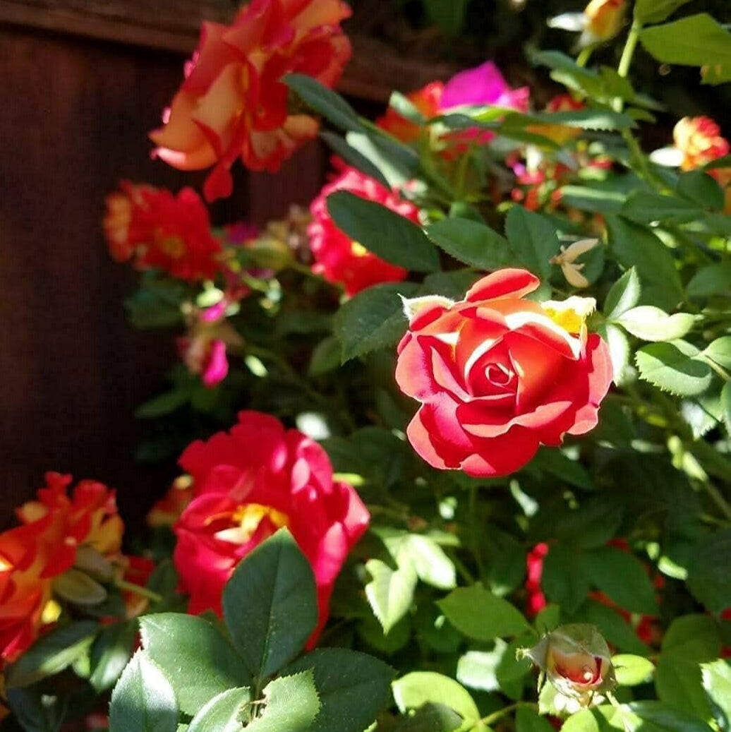 Ketchup Mustard Rose Seeds up to 50%
