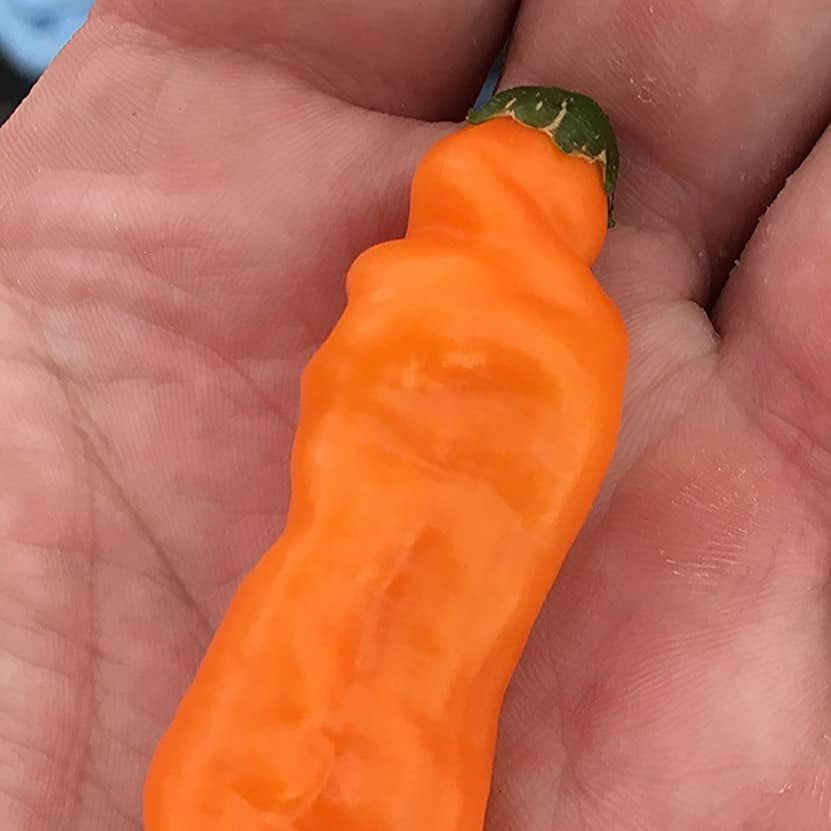 Aji Mango Chile Heirloom Pepper Seeds– up to 50%