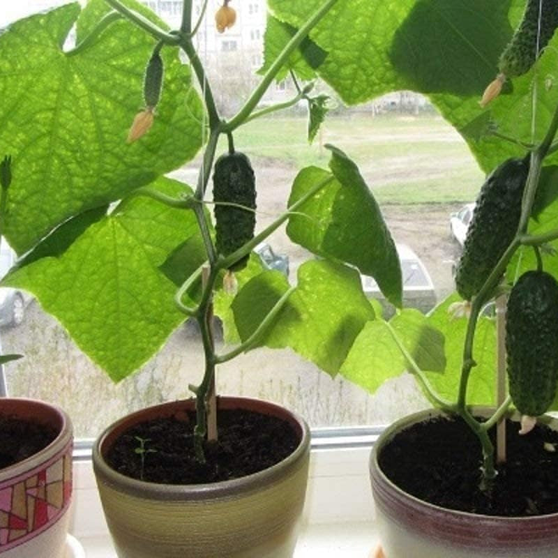 Cucumber seeds up to 50%