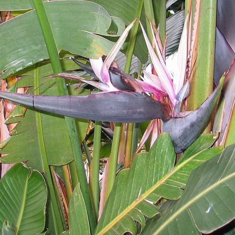 Strelitzia nicolai (Bird of Paradise Tree) Seeds – Tropical Ornamental Plant – up to 50%