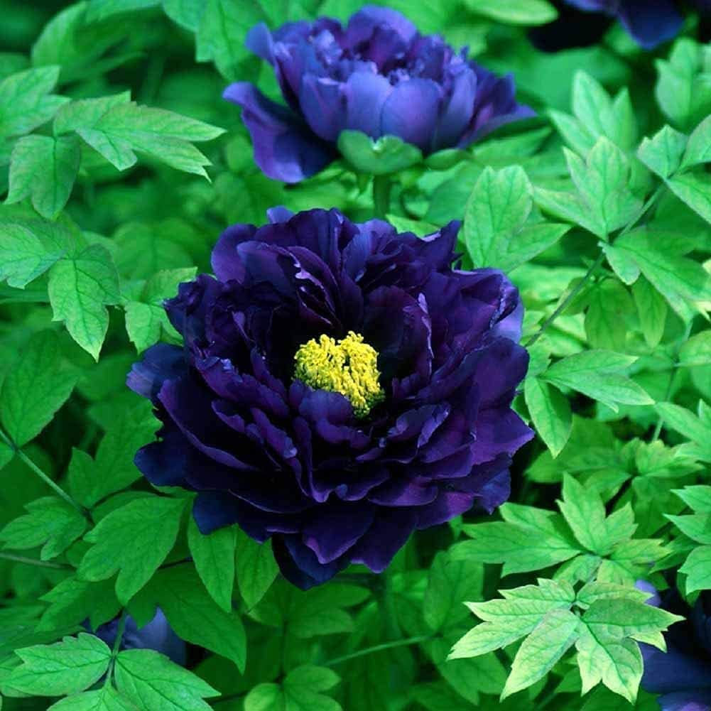 Blue Chinese Tree Peony seeds up to 50%