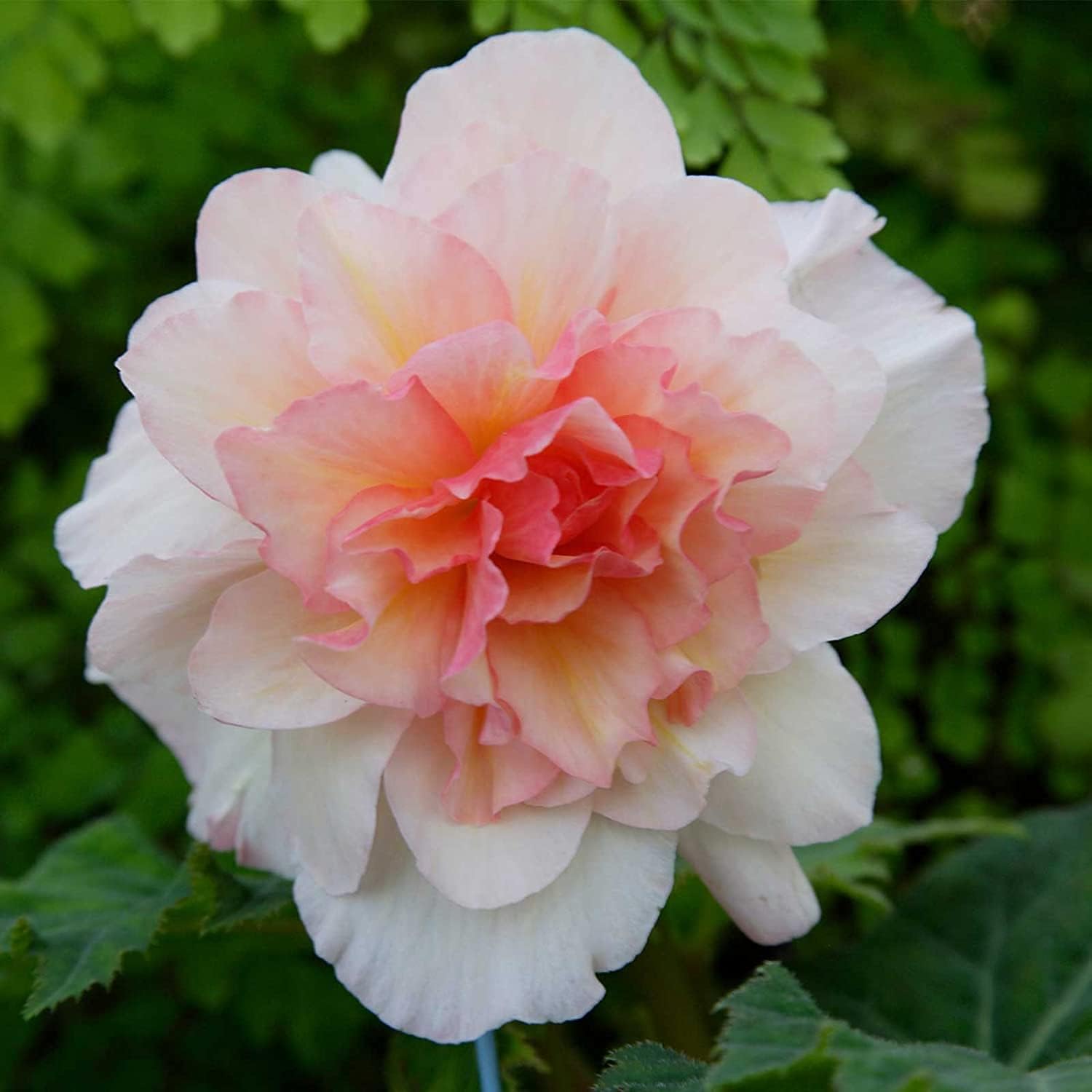 Appleblossom Begonia Seeds up to 50%