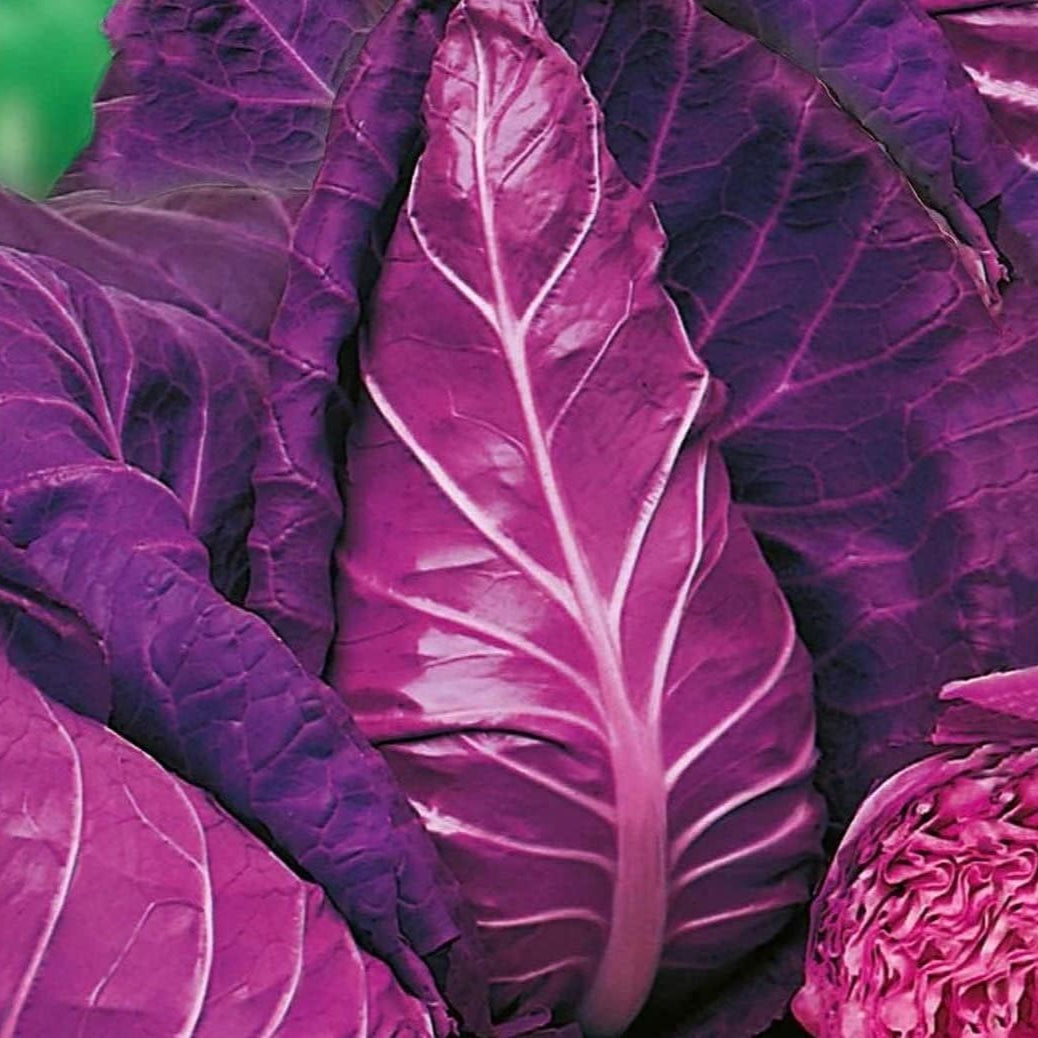 Red Kalibos Cabbage Seeds up to 50%