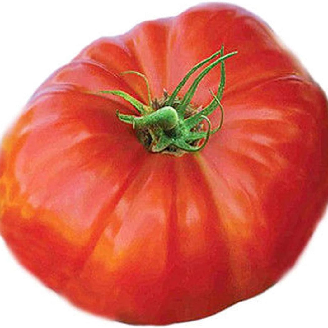Big Beef Tomato Seeds up to 50%