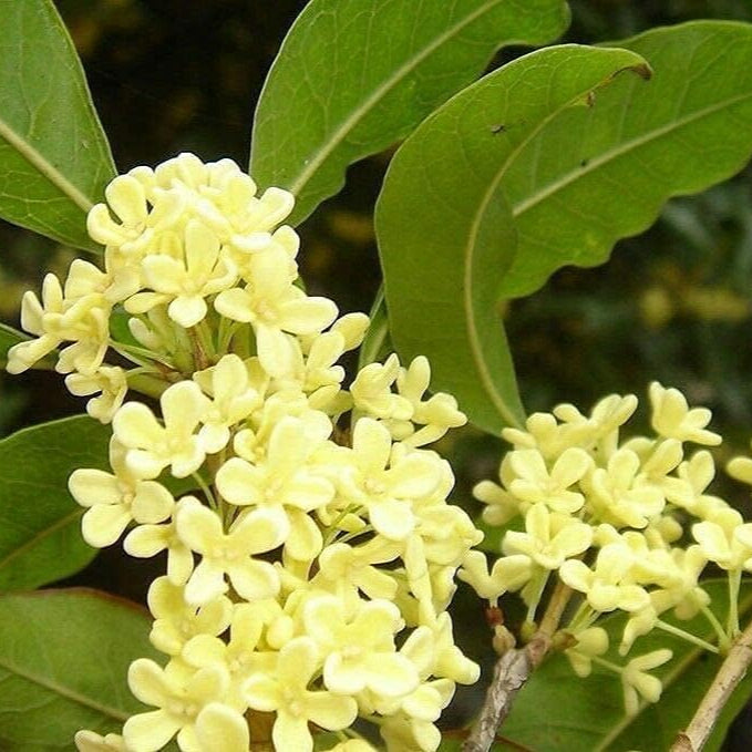 Sweet Olive Tree Seeds up to 50%
