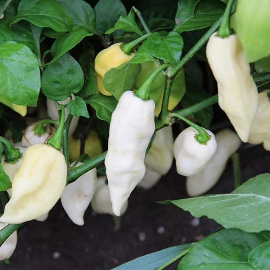 White Ghost Pepper (Bhut Jolokia) Heirloom Seeds – Extremely Hot Chili – up to 50%