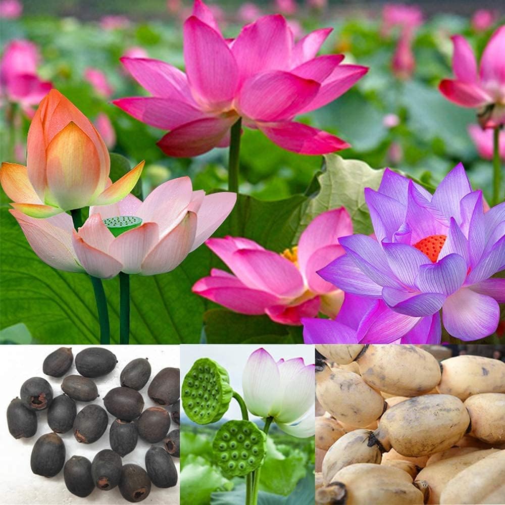 Lotus Root Seeds – Edible Plant & Beautiful Flowers for Home Garden – up to 50%