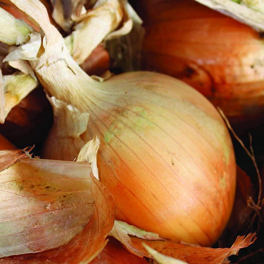 Texas Early Onion Seeds up to 50%