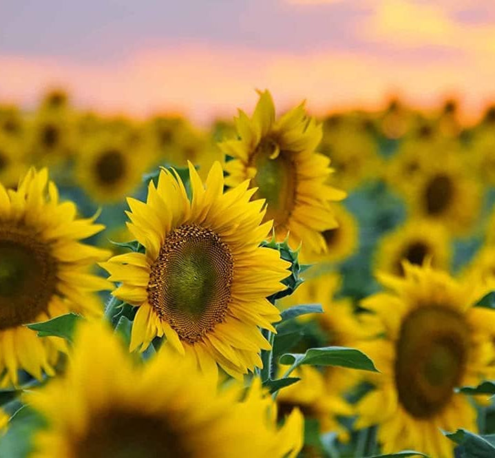 Sunflower Seeds for Planting ¨C Organic Heirloom Giant Variety¨C up to 50%