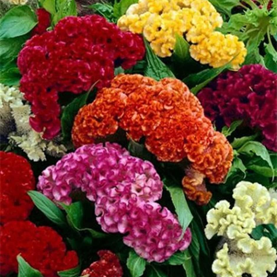 Celosia Crested Cockscomb Mix seeds up to 50%