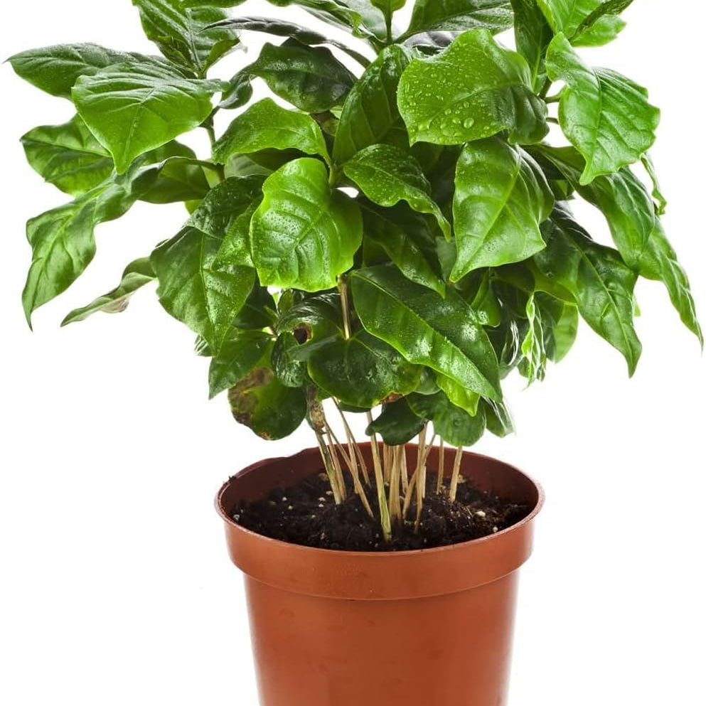 Arabian Coffee Tree Seeds up to 50%