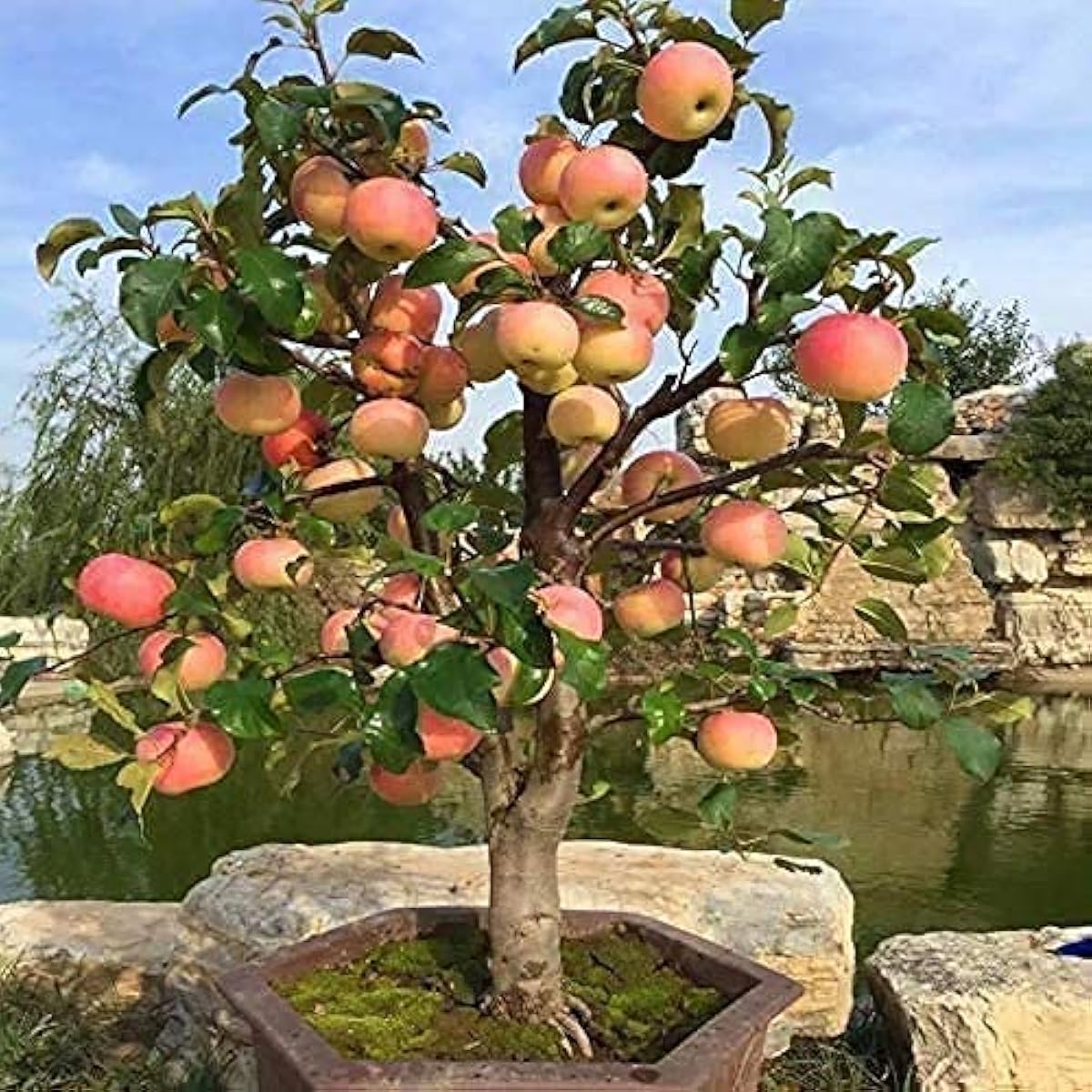 Dwarf Apple Bonsai Seeds up to 50%