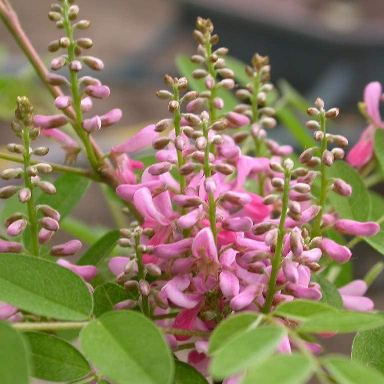 Indigofera tinctoria seeds up to 50%