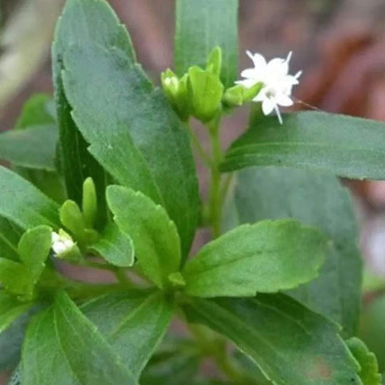 Stevia Sweetleaf Herb Seeds up to 50%