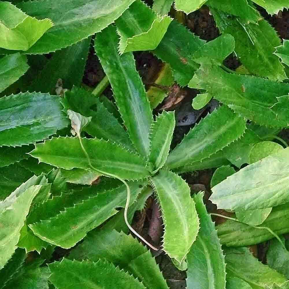 Culantro Herb Seeds up to 50%