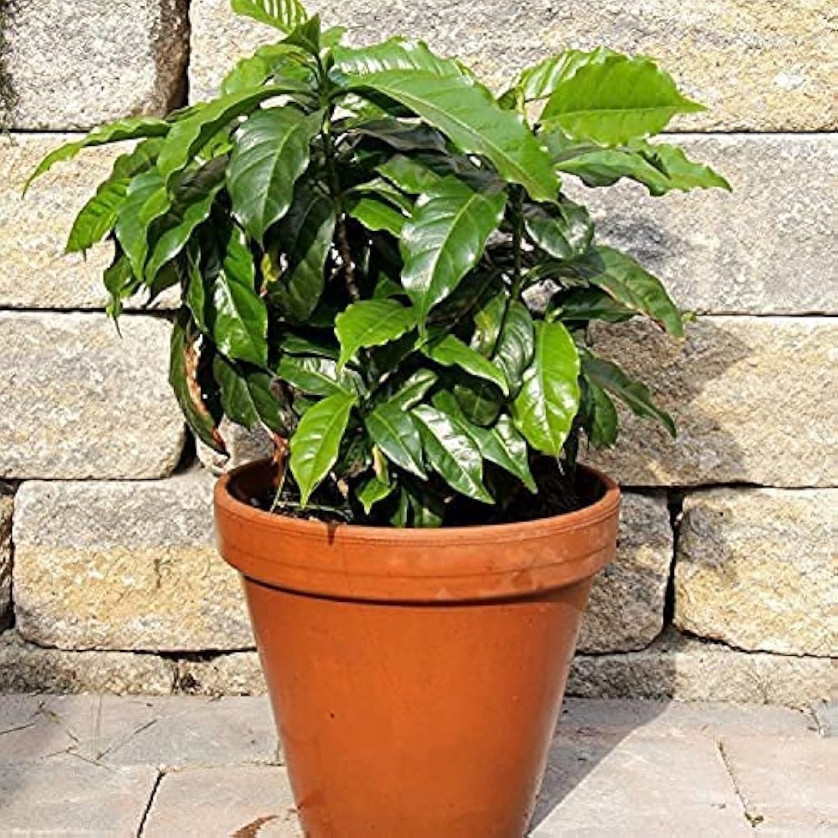Arabian Coffee Tree Seeds up to 50%