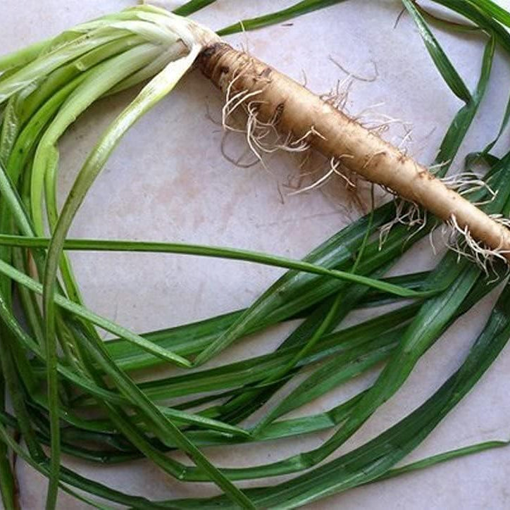 Salsify Oat Root Seeds up to 50%