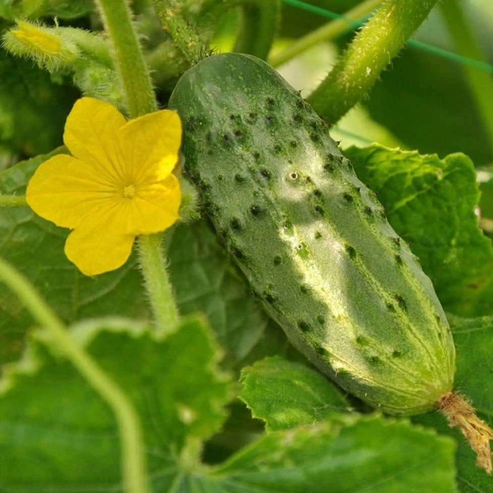 Nezhin Pickling Cucumber Seeds – Crisp Heirloom Variety – up to 50%