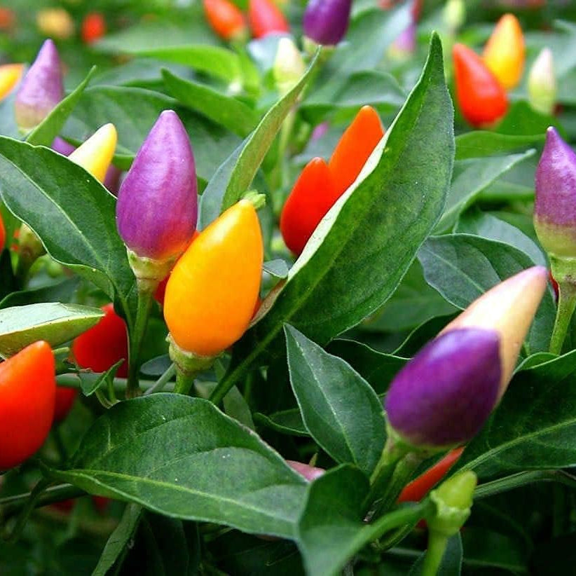 Ornamental Pepper Seeds – Colorful Mini Decorative Plants for Pots – up to 50%