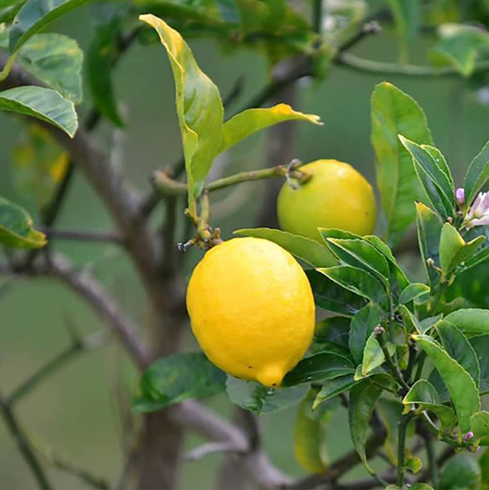 Lemon Tree Seeds up to 50%
