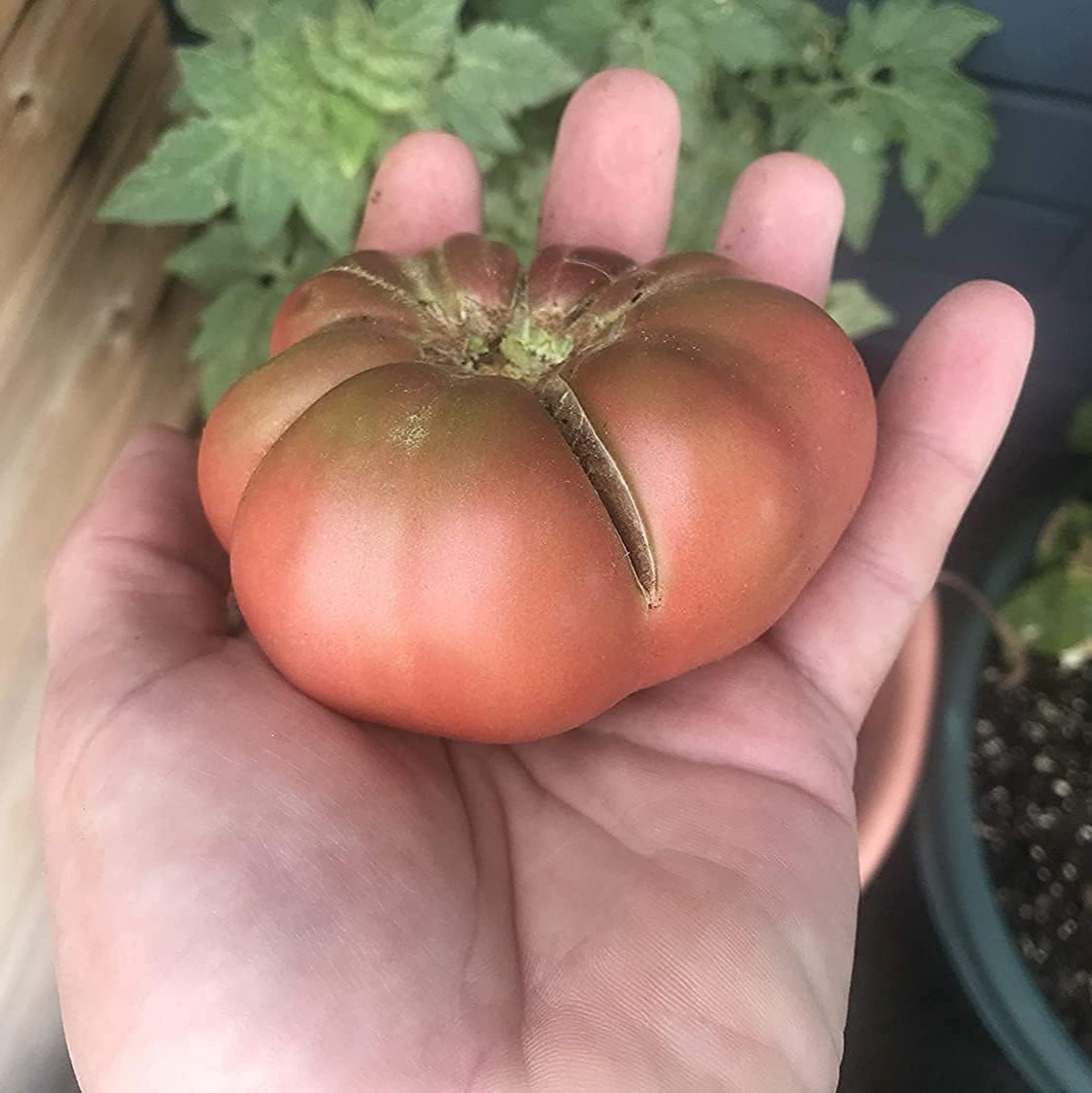 Cherokee Purple Tomato Seeds up to 50%