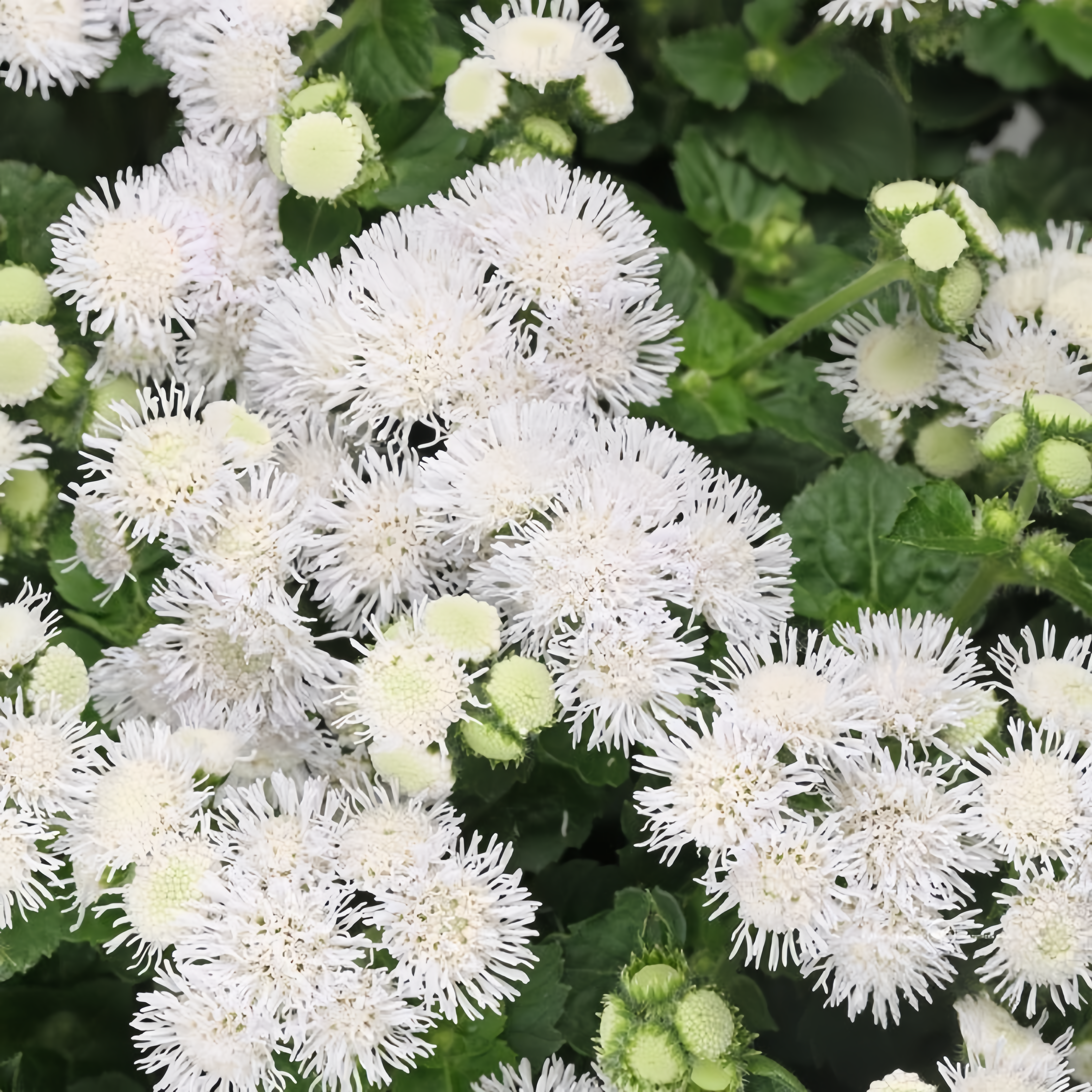 Ageratum Houstonianum Mill. Seeds White up to 50%