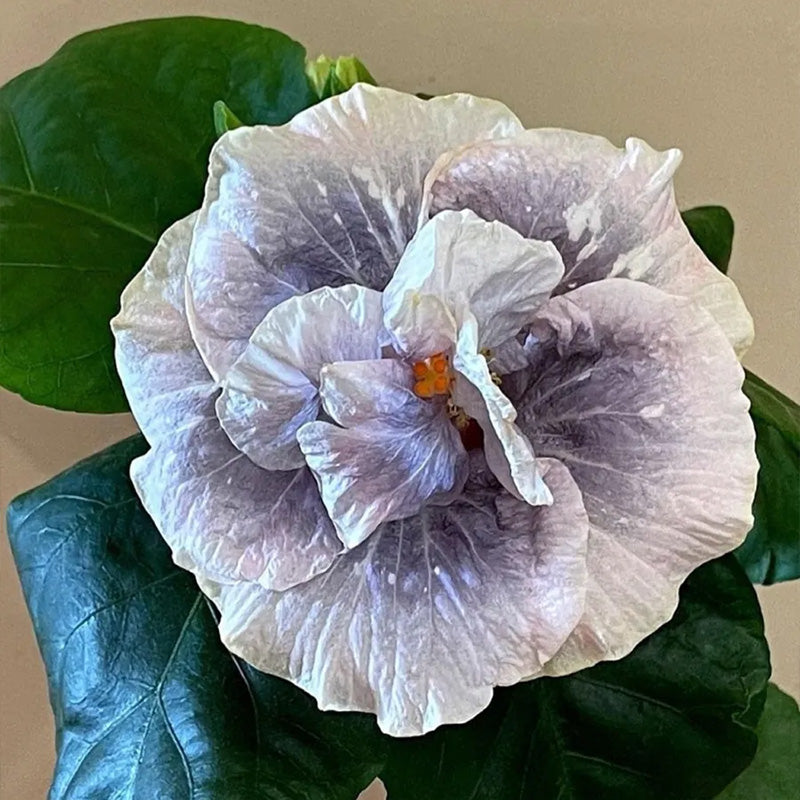 Hibiscus Double Luna up to 50%