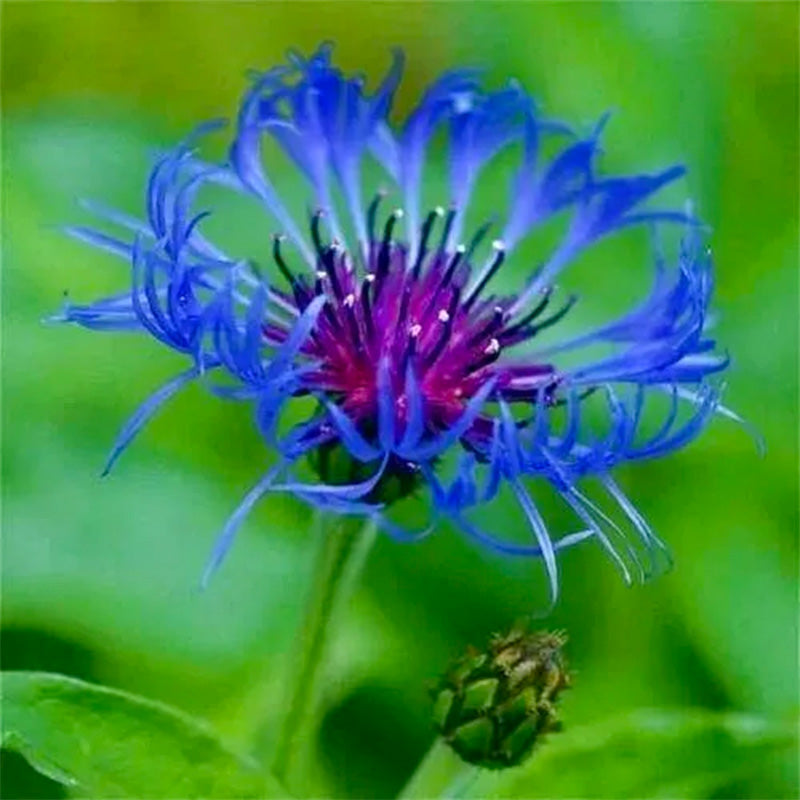 Centaurea Cyanus Seeds up to 50%
