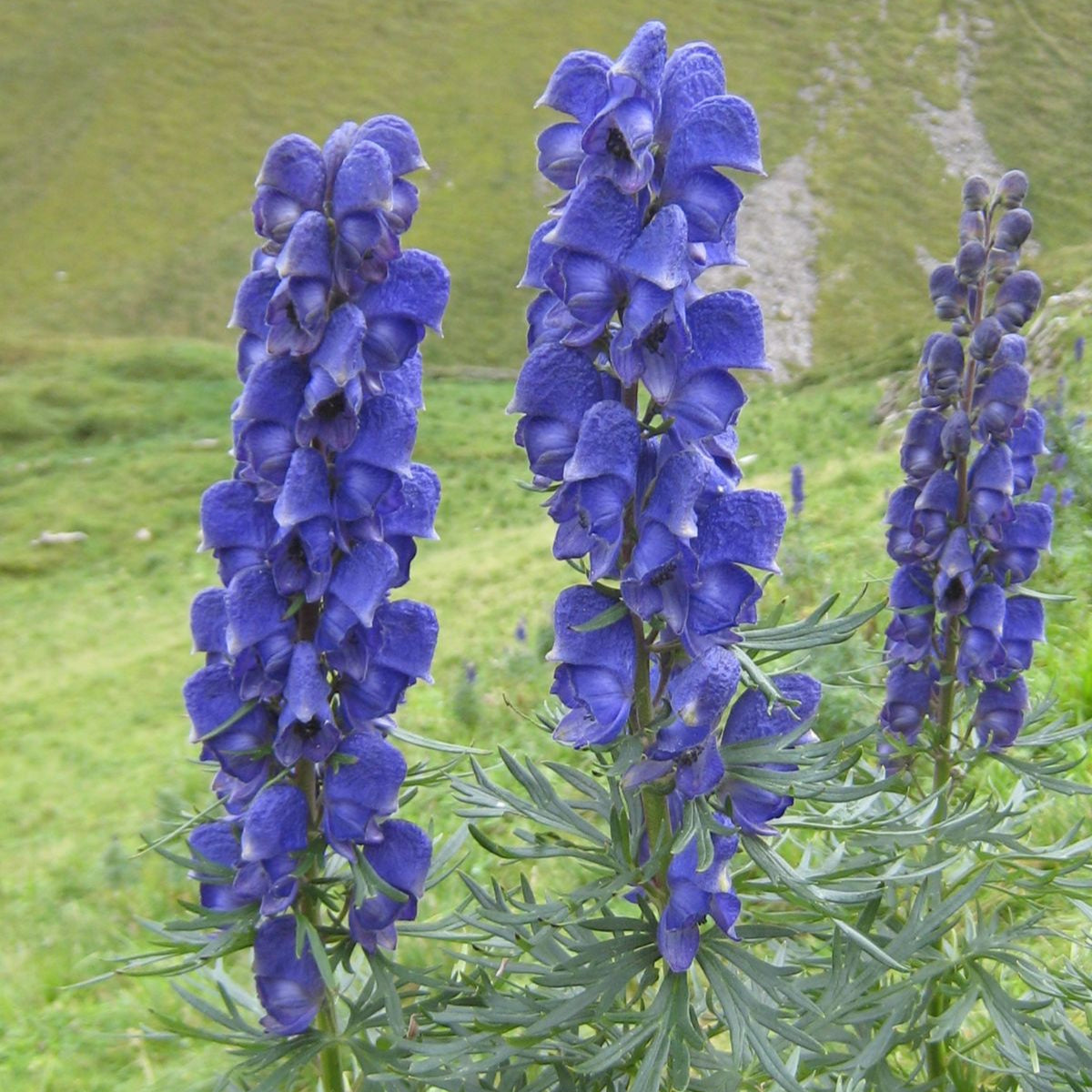 Monkshood Poisonous Plant Seeds up to 50%