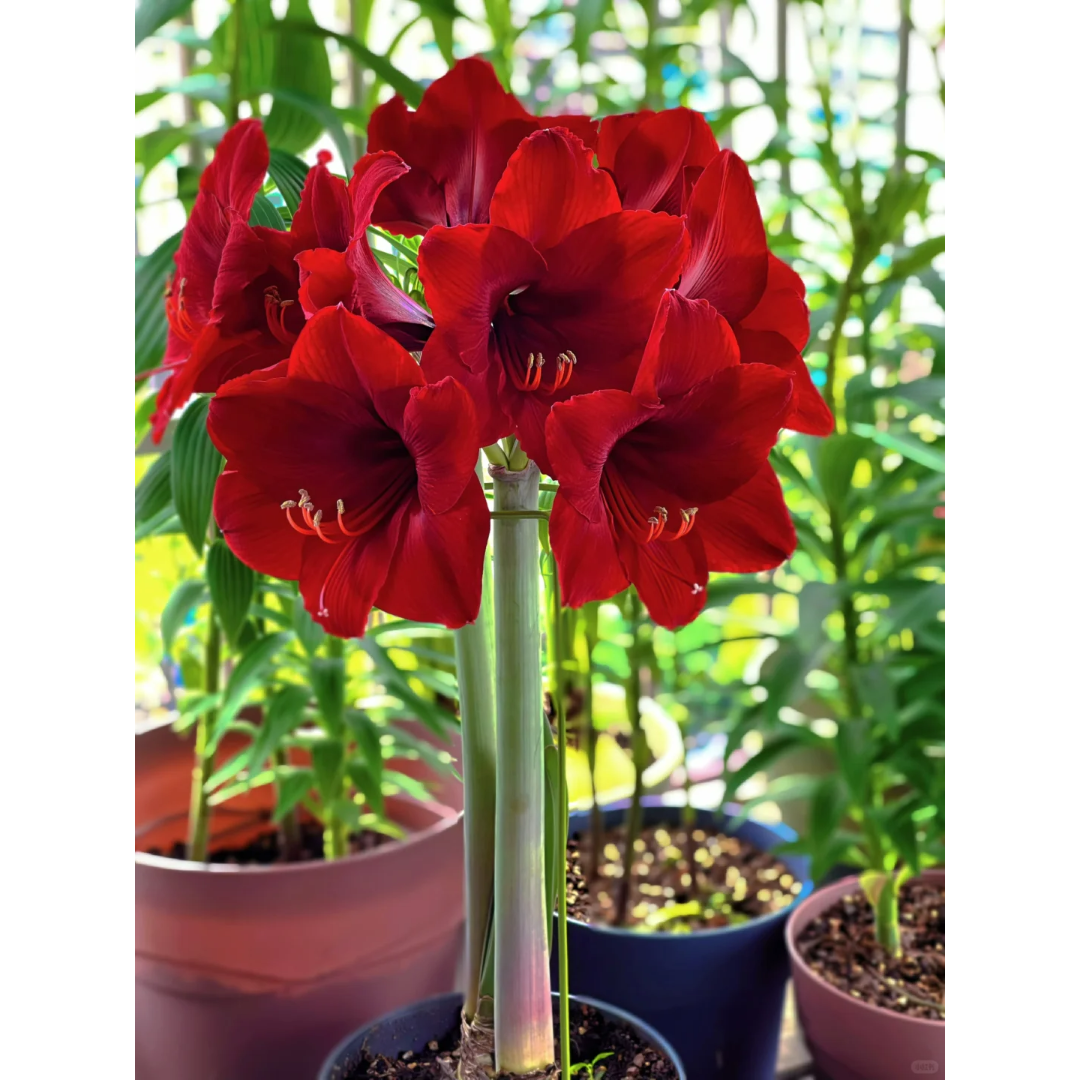 Amaryllis Bulbs ¨C Stunning Winter Blooms | up to 50% Off
