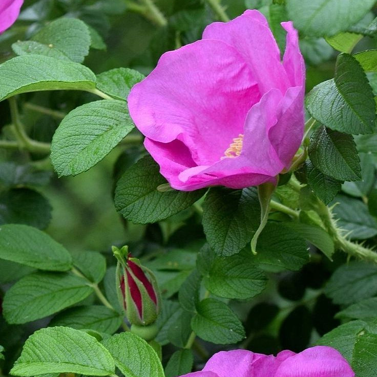 Rugosa Rose Flower Seeds – Hardy Fragrant Garden Roses – up to 50%