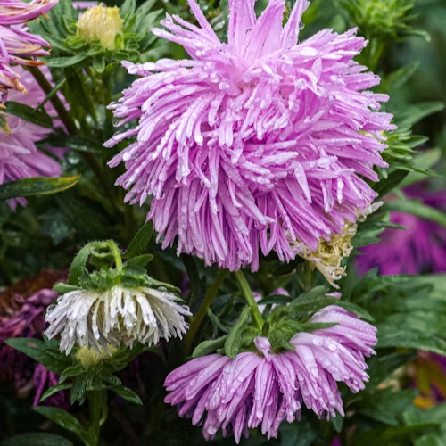 Asters seeds up to 50%