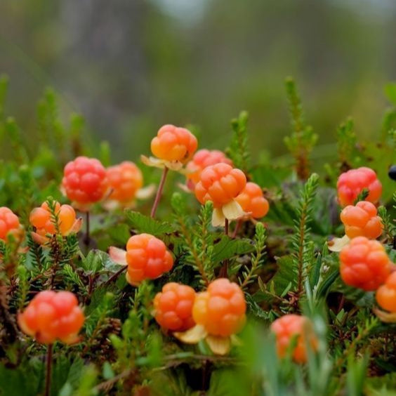Cloudberry Fruit Seeds up to 50%