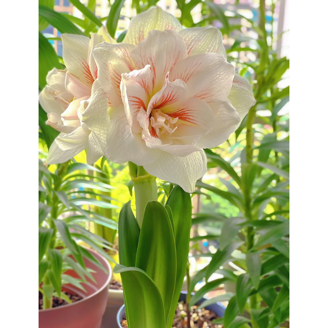 Amaryllis Bulbs ¨C Stunning Winter Blooms | up to 50% Off