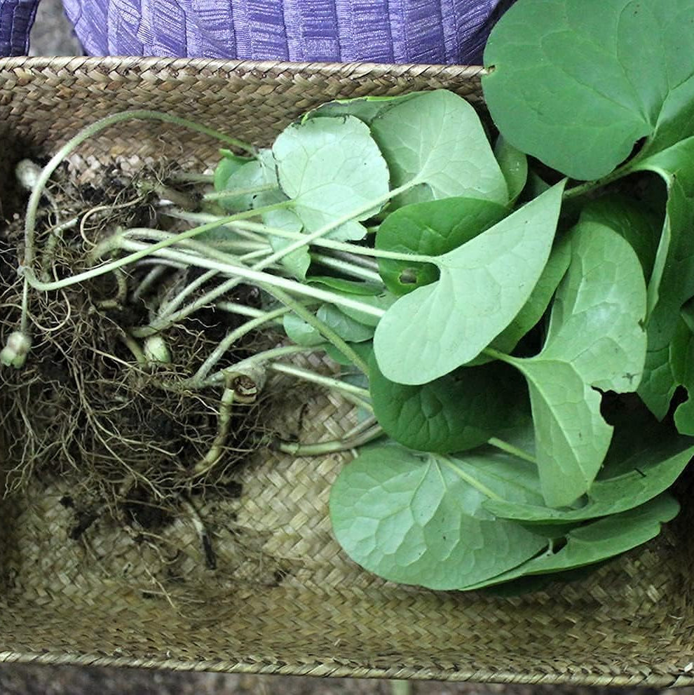 Asarum canadense seeds up to 50%