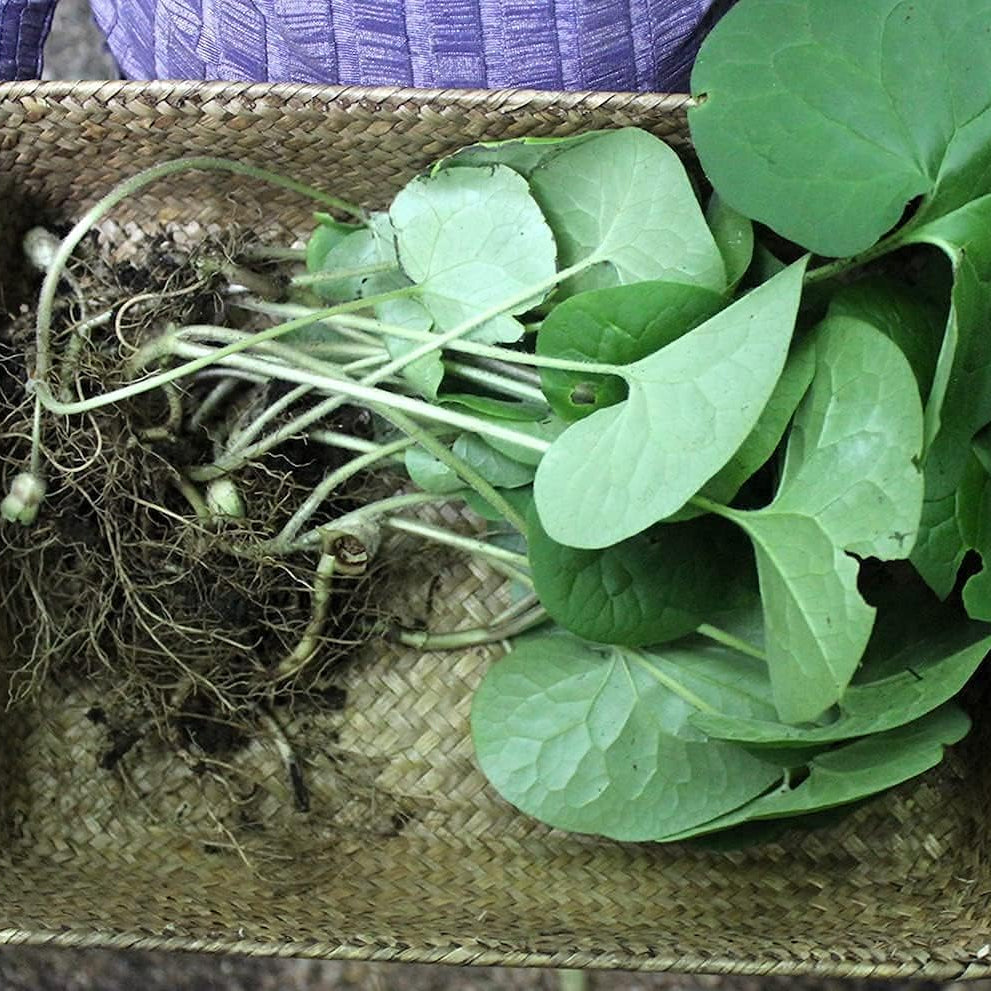 Asarum canadense seeds up to 50%