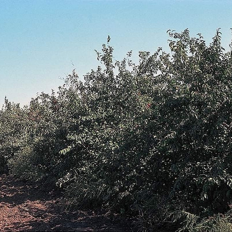 American Wild Plum Seeds up to 50%