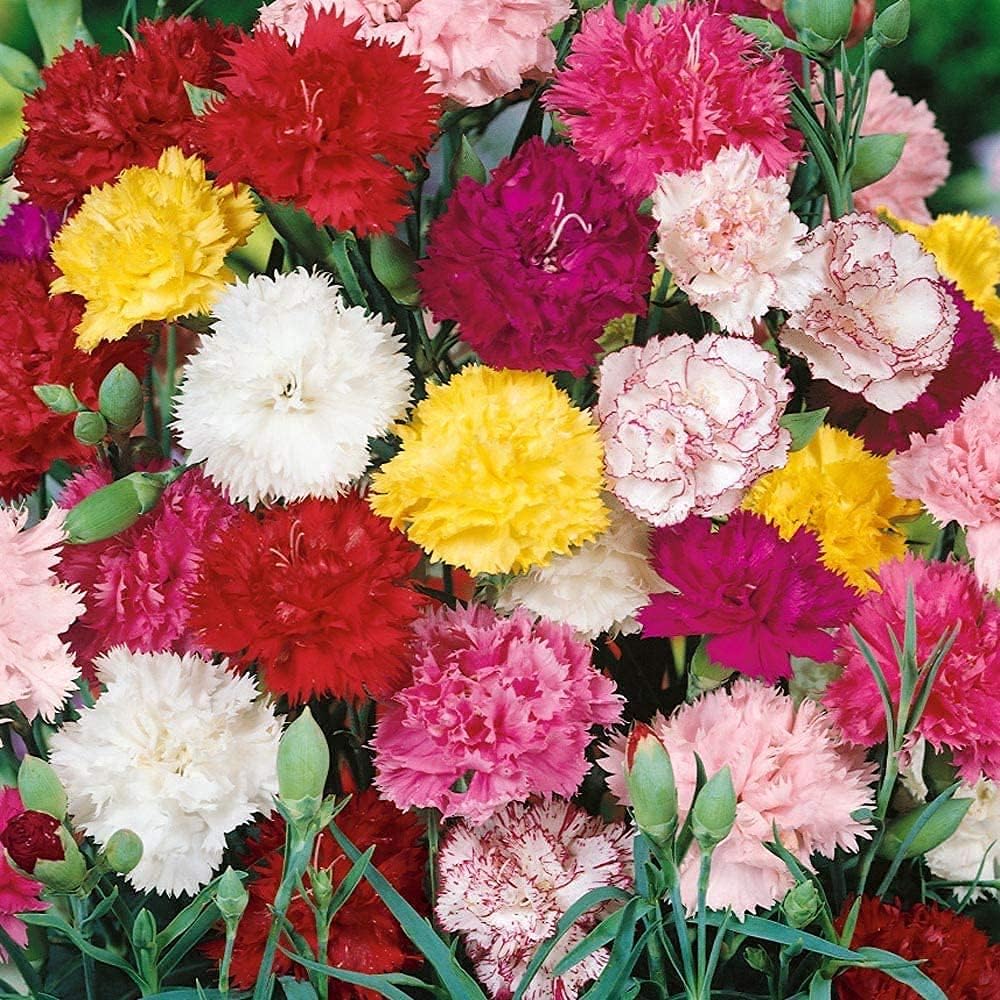 Carnation Chabaud Mix seeds up to 50%